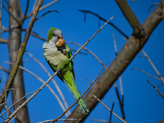 monk parakeet (myiopsitta monachus), or quaker parrot, with a piece of bread