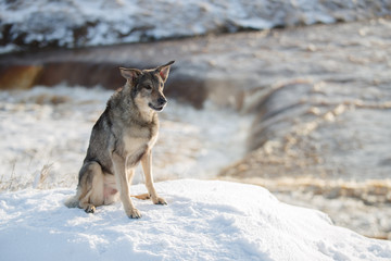 The dog is sitting in the snow