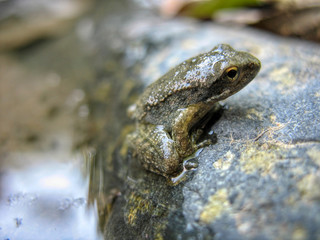 a frog on a wet stone
