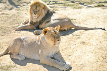 Lion et lionne se reposant sous un grand soleil d'été