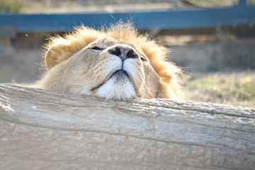 Gros plan d'une lion avec une belle crinière en été avec un beau regard calme sur un gros tronc...