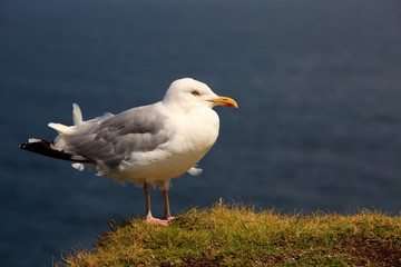 Fototapeta na wymiar Tintagel (England), UK - August 10, 2015: A gull, Tintagel, Cornwall, United Kingdom.