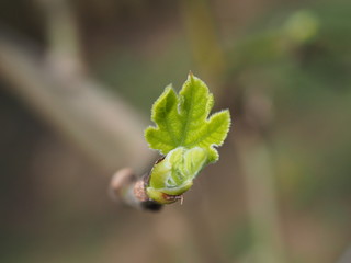 macro view of budding fig leaves in spring