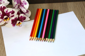 Pencils colored pencils on paper background, orchid flower.