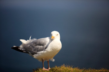 Obraz premium Tintagel (England), UK - August 10, 2015: A gull, Tintagel, Cornwall, United Kingdom.