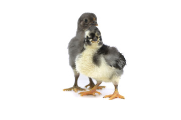 Black and white chicks on a white background...