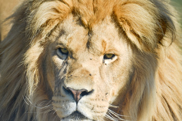 Gros plan d'une lion avec une belle crinière en été avec un beau regard calme