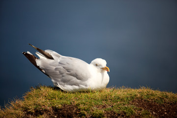 Obraz premium Tintagel (England), UK - August 10, 2015: A gull, Tintagel, Cornwall, United Kingdom.