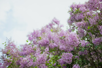 Beautiful blooming lilac bush against the sky