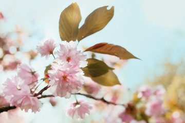 Pink lush apple tree flower on a branch.