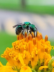 Abeja en flor para obtener su polen 