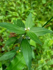 Close up borreria laevis with natural background