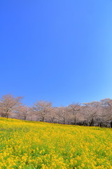 Fototapeta na wymiar 赤城南面千本桜の満開の桜と菜の花