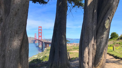 Fototapeta premium Golden Gate Bridge through the Trees