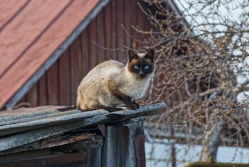 one brown cat sits and looks on a gray roof in the street