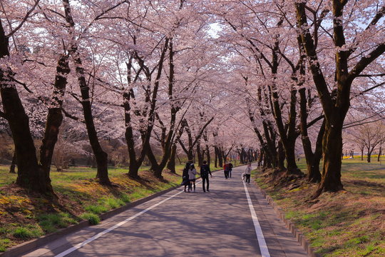 赤城南面千本桜の満開の桜トンネル