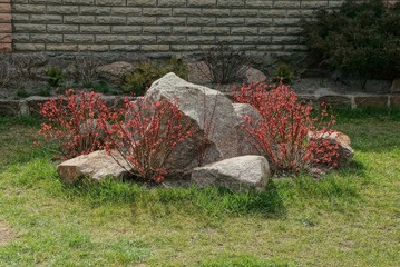 brown decorative stones lie on the green grass of the lawn among the red bushes © butus