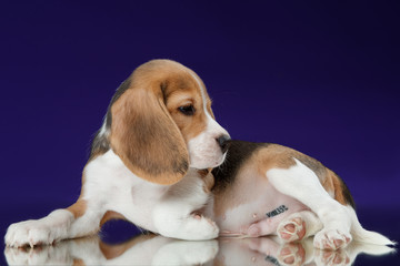 Beagle puppy in the Studio on a blue background