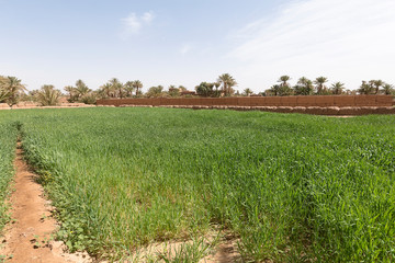 Obraz premium Barley plantation in M'Hamid El Ghizlane.