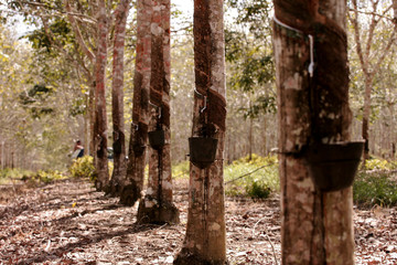 planting rubber trees for latex production