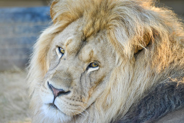 Gros plan d'une lion avec une belle crinière en été avec un beau regard calme
