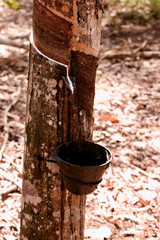 planting rubber trees for latex production