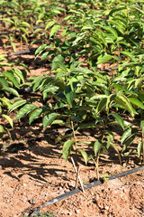 Young trees planted to be transplanted to other fields