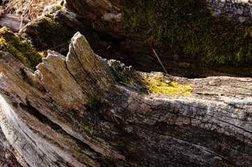 broken tree in the park