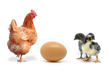 Chicken and egg hen on a white background
