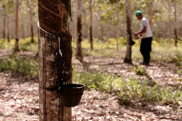 planting rubber trees for latex production