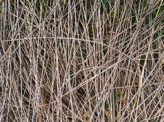 Dried common reed lying on the ground