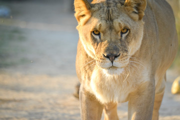 Gros plan d'une lionne en été avec un beau regard