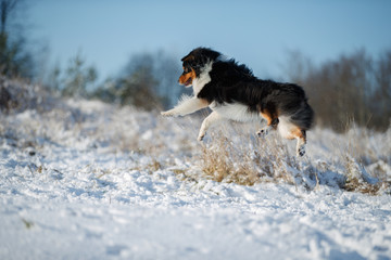 A dog of the Australian shepherd breed plays in the snow