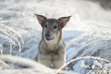 Obraz premium The dog is sitting in the snow. Mongrel dog