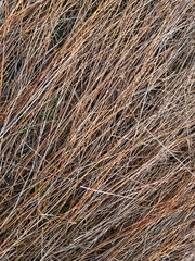 Dried common reed lying on the ground