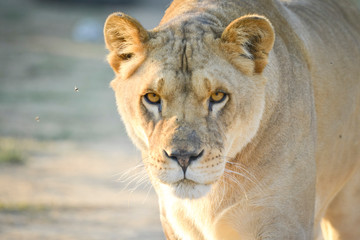 Gros plan d'une lionne en été avec un beau regard