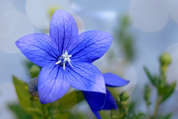 balloon flower with blue petals
