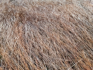 Dried common reed lying on the ground