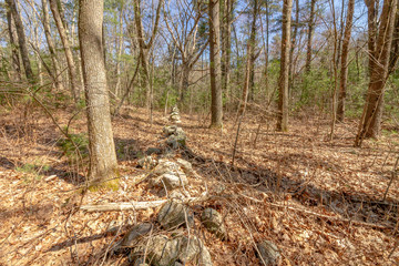 stone wall in forest surrounded by tall pine trees