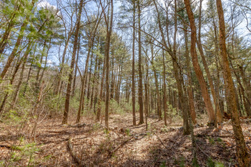 tall pine trees in forest