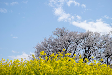 春の温かみ菜の花と満開の桜
