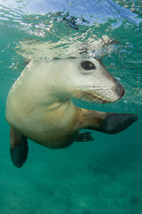 Australian Sea Lion underwater photo	