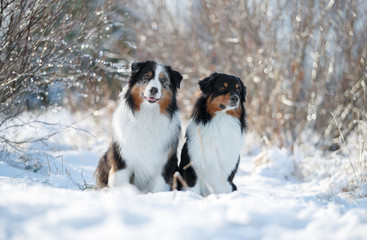 Two dogs in the snow. Austarlian sheepdogs sit together