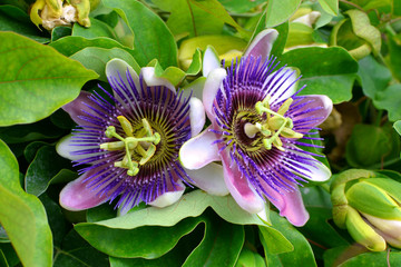 purple passion flower, passion flower