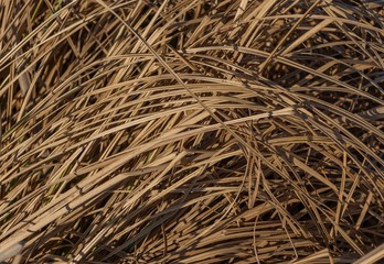 Dry sedge leaves on the river bank