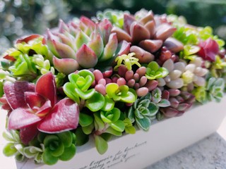 cactus in the market：多肉植物盛りだくさんアレンジメント