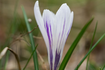 White Crocus Flowers in Bloom in Springtime