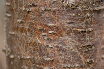 Closeup of Cherry Bark in Springtime