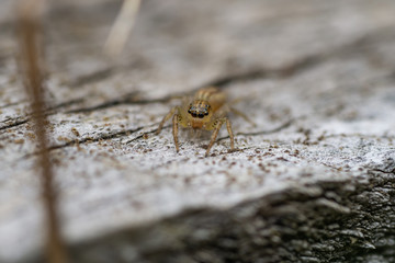 Dimorphic Jumping Spider in Springtime