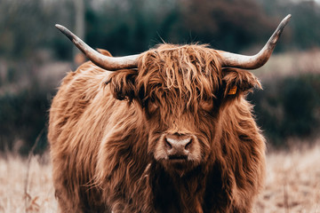 Highland cow doing his thing - obrazy, fototapety, plakaty